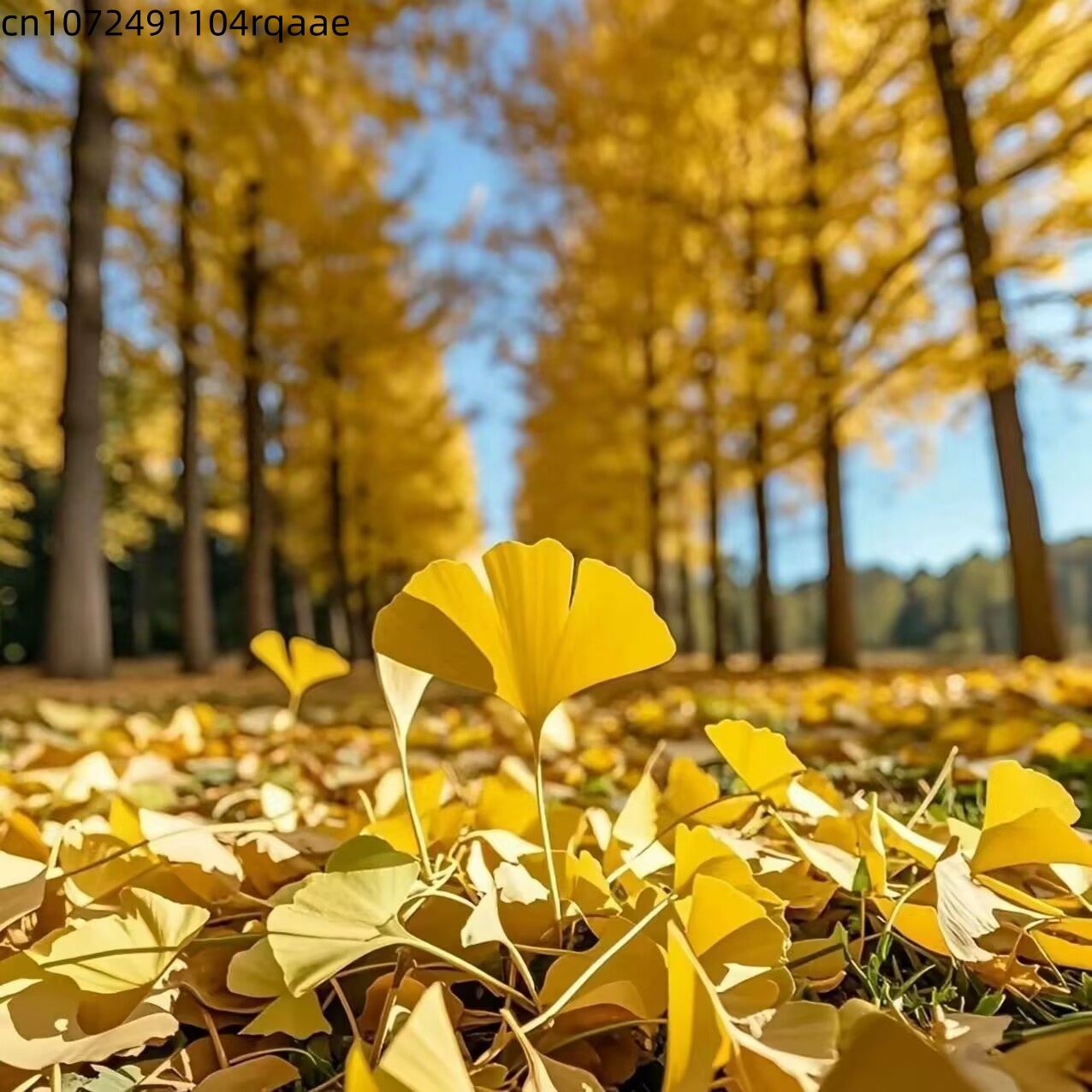 Hojas Secas de Ginkgo Biloba N - Soap Making Home reseña y precio
