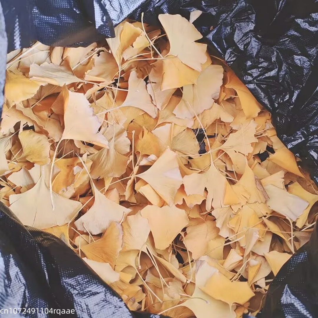 Hojas Secas de Ginkgo Biloba N - Soap Making Home reseña y precio