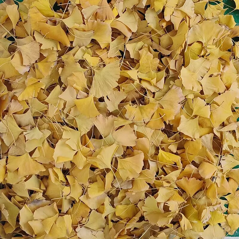 Hojas Secas de Ginkgo Biloba N - Soap Making Home reseña y precio